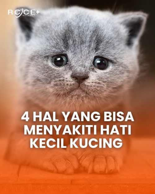 4 Hal yang Bisa Menyakiti Hati Kecil Kucing