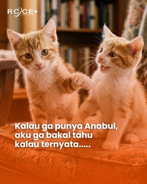 Kucing Makin Tidak Aktif Seiring Bertambahnya Usia? Ini Pentingnya Cek Kesehatan Rutin