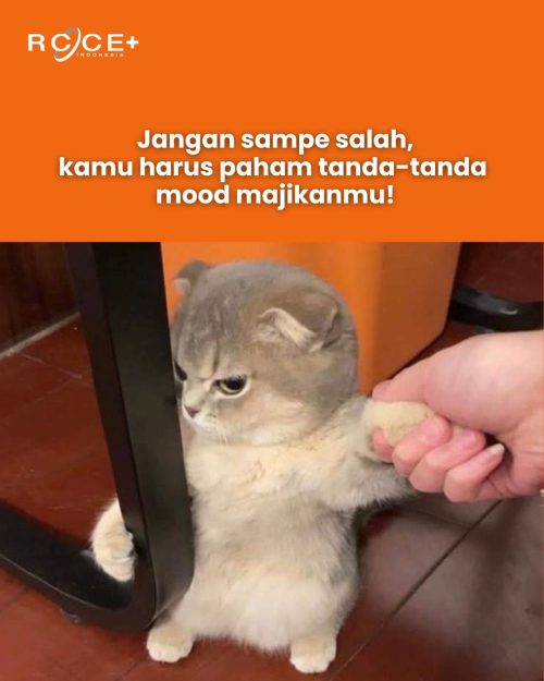 Mood Kucing
