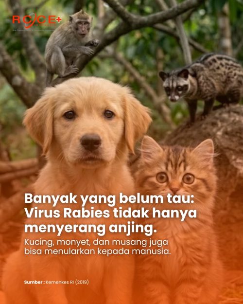 Sayangi Anabul & Keluarga: Ini Pentingnya Vaksin Rabies Tahunan yang Wajib Kamu Tahu